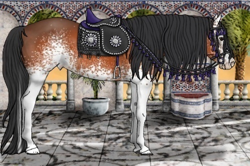 Horse Color:White Spotted Brown 