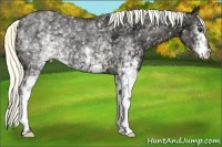Horse Color:White Spotted Liver Chestnut Ice