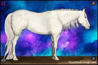 Horse Color:Gold Cream Champagne Pearl Dun 