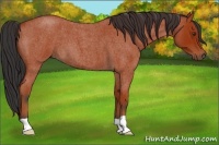 Horse Color:Bay Roan 