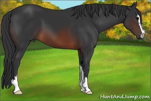 Horse Color:Brown Sabino 