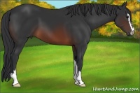 Horse Color:Brown Sabino