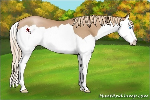 Horse Color:Chestnut Pearl Splash 
