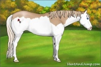 Horse Color:Chestnut Pearl Splash