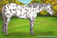Horse Color:Liver Chestnut Appaloosa