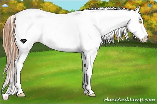 Horse Color:Bay Roan Pearl Sabino Appaloosa Rabicano 