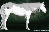 Horse Color:Silver Classic Champagne Chinchilla Dun Splash 
