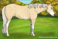 Horse Color:Gold Cream Champagne Sabino 