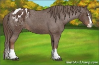 Horse Color:Liver Chestnut Sabino Splash Varnish Rabicano 