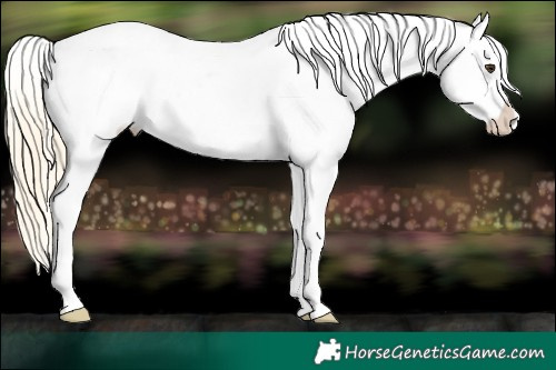 Horse Color:White Spotted Palomino Varnish Rabicano