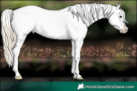 Horse Color:White Spotted Palomino Varnish Rabicano