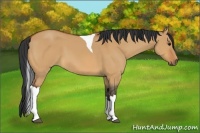 Horse Color:Bay Dun Tobiano
