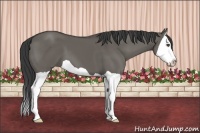 Horse Color:Grullo Splash
