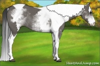 Horse Color:White Spotted Grullo Tobiano Frame