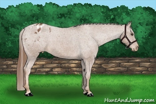 Horse Color:Chestnut Appaloosa