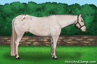 Horse Color:Chestnut Appaloosa 