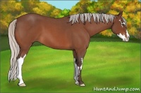 Horse Color:Silver Bay Roan Splash Frame 