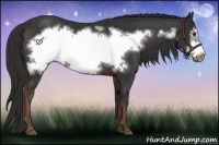 Horse Color:Liver Chestnut Frame 