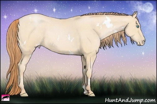 Horse Color:White Spotted Buckskin Pearl Rabicano