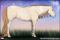 Horse Color:White Spotted Buckskin Pearl Rabicano