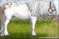 Horse Color:Bay Splash Frame Appaloosa 