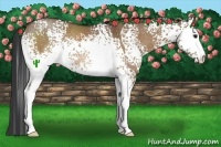 Horse Color:White Spotted Bay Dun Rabicano