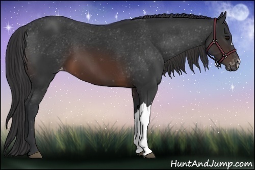 Horse Color:Brown Appaloosa 