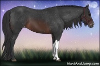 Horse Color:Brown Appaloosa 