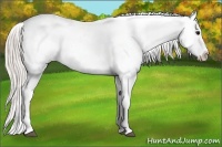Horse Color:Silver Brown Appaloosa 