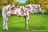 Horse Color:Silver Brown Near Leopard 