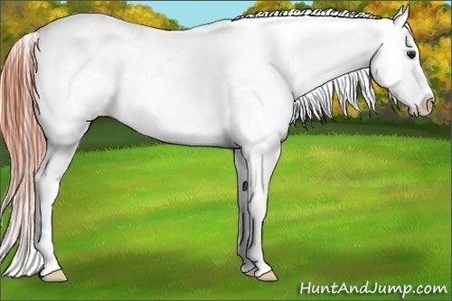 Horse Color:Classic Champagne Ice Appaloosa 