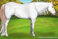Horse Color:Classic Champagne Ice Appaloosa