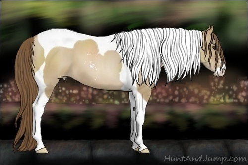 Horse Color:Grullo Pearl Sabino Tobiano 