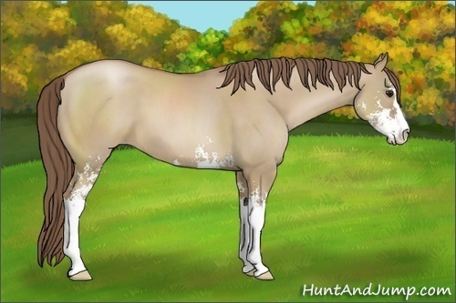 Horse Color:Grullo Pearl Sabino