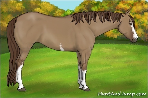 Horse Color:White Spotted Liver Red Dun 