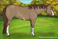 Horse Color:White Spotted Liver Red Dun 