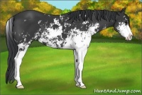 Horse Color:Black Sabino