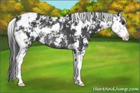 Horse Color:Black Sabino Rabicano 