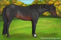 Horse Color:Brown Rabicano 