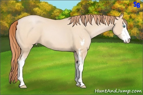 Horse Color:Buckskin Pearl Sabino 