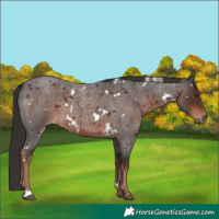 Horse Color:White Spotted Liver Red Roan 