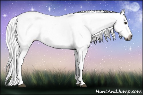 Horse Color:Gray Watercolor Buckskin Tobiano Appaloosa Rabicano