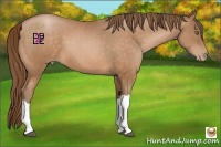 Horse Color:Bay Pearl 
