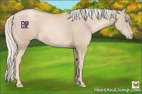 Horse Color:Palomino Pearl