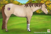 Horse Color:Bay Pearl Dun Rabicano 