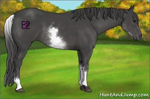 Horse Color:White Spotted Smoky Black