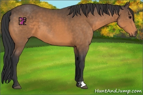 Horse Color:Buckskin