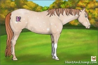 Horse Color:Buckskin Pearl 