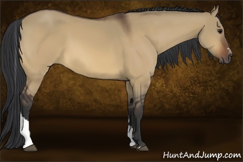 Horse Color:Bay Dun Sabino Tobiano 