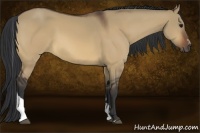 Horse Color:Bay Dun Sabino Tobiano 